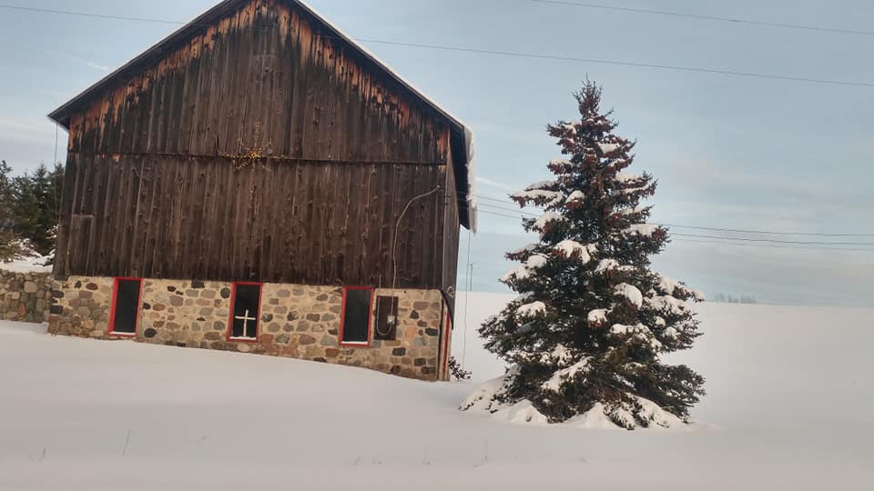Northern Michigan barn beside a snowy evergreen