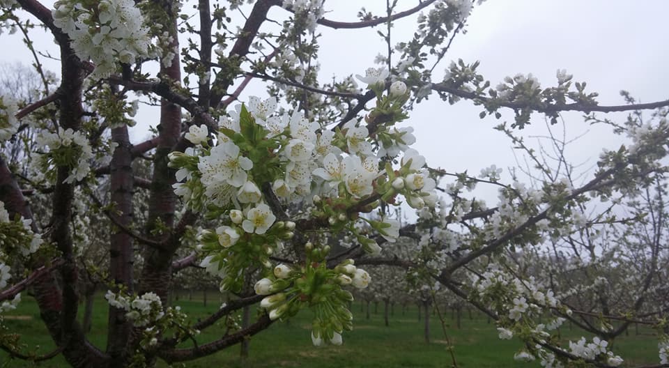 Cherry blossom branches in spring