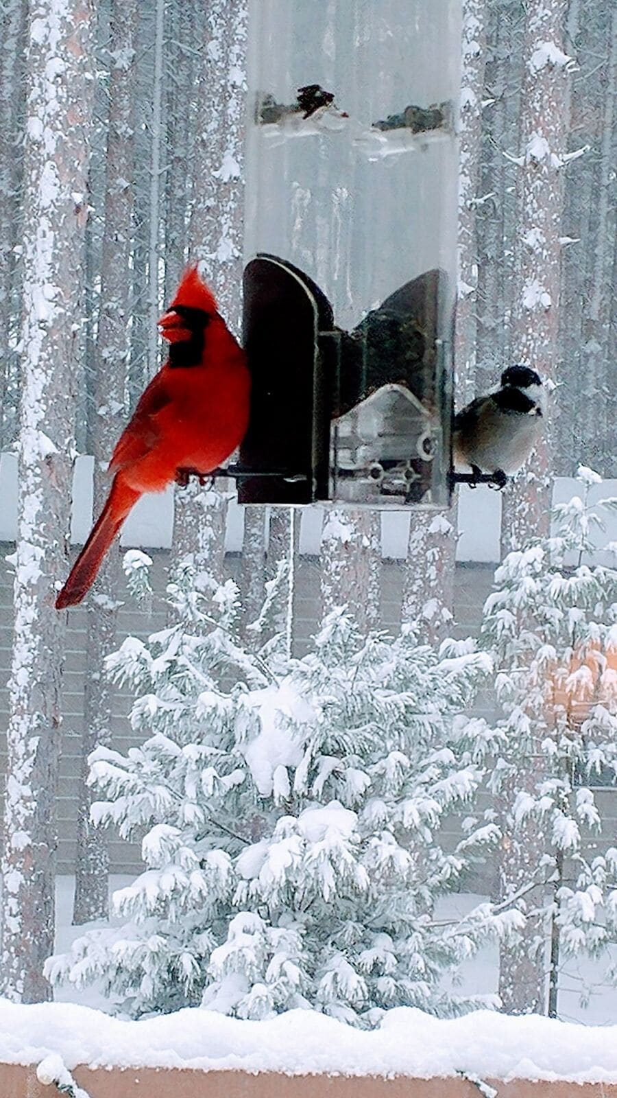 Cardinal at a snowy bird feeder