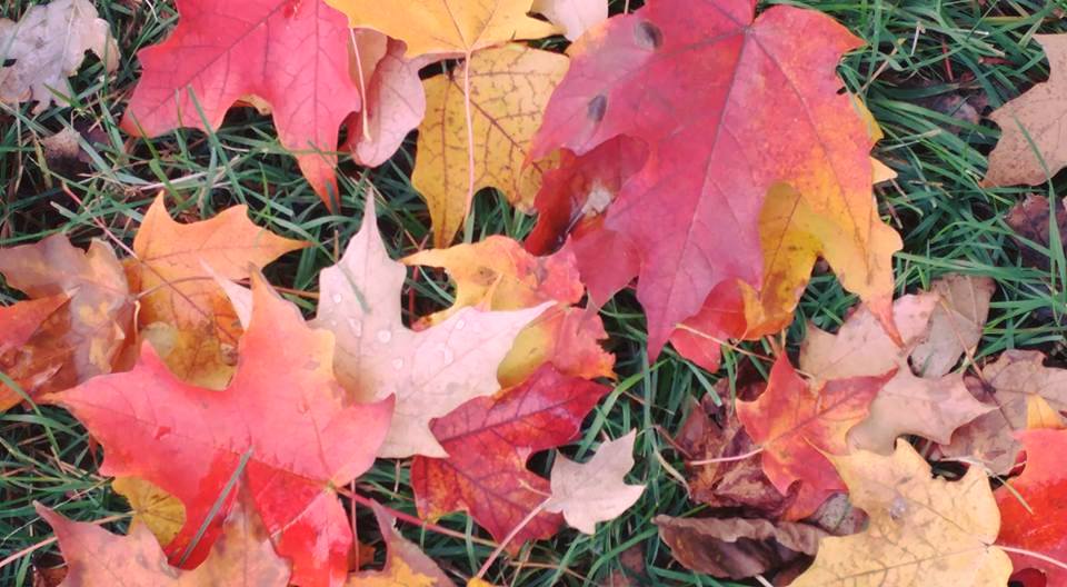 Vivid autumn leaves in Northern Michigan