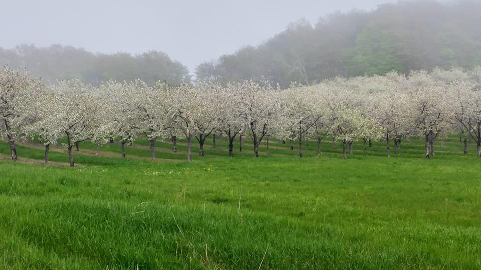 Foggy spring orchard in Leelanau