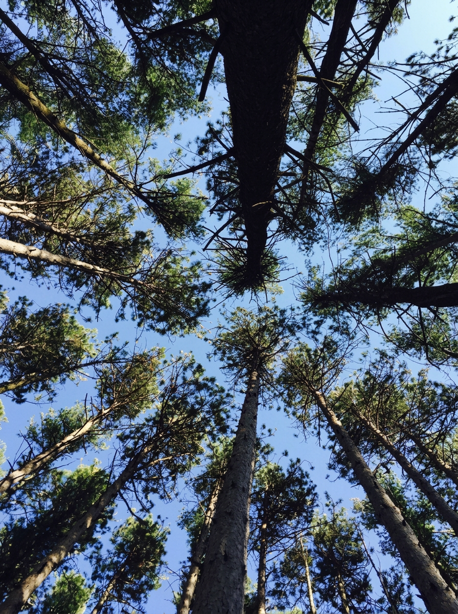 Forest Setting