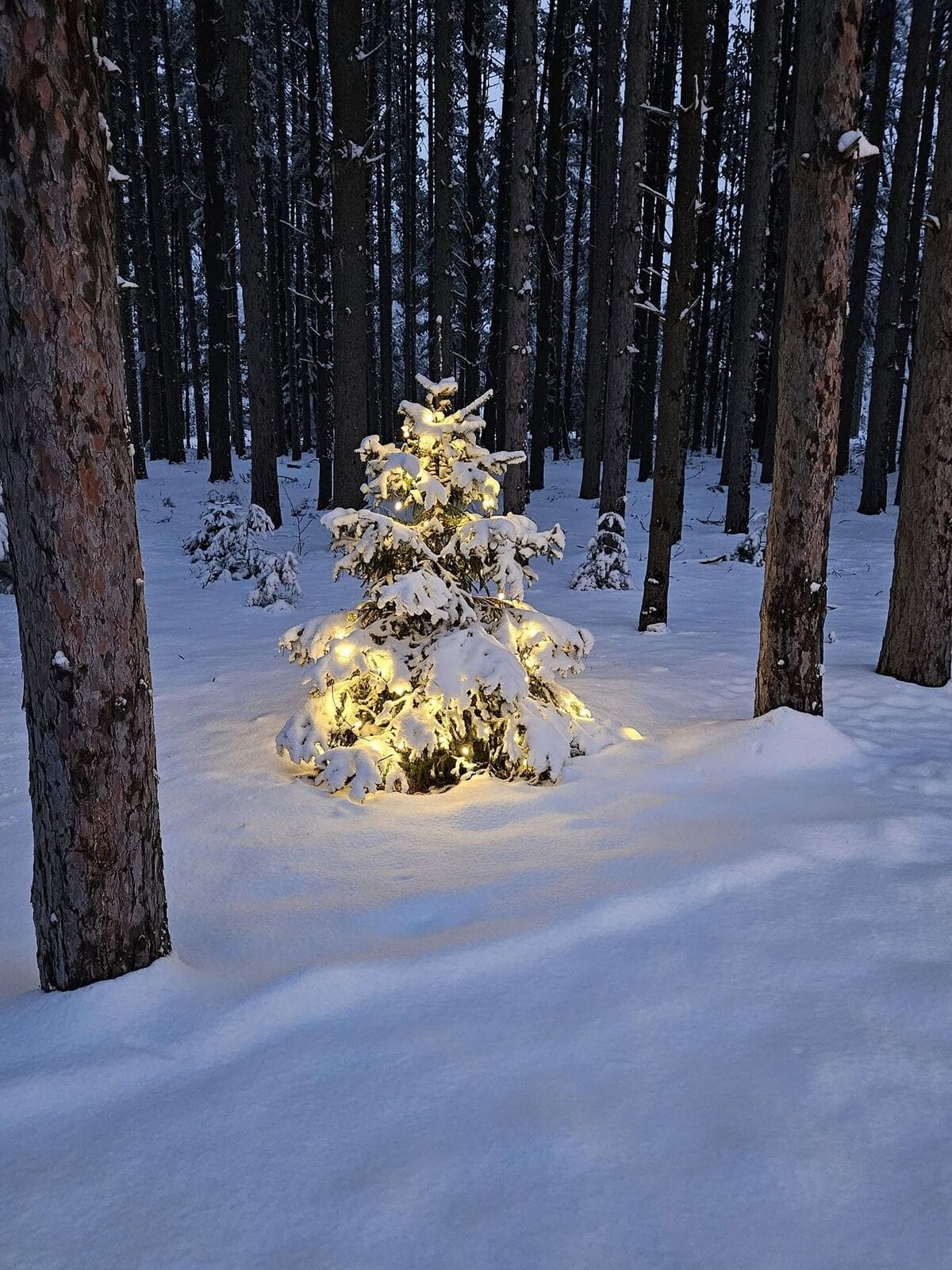 Lit holiday tree among snowy pines
