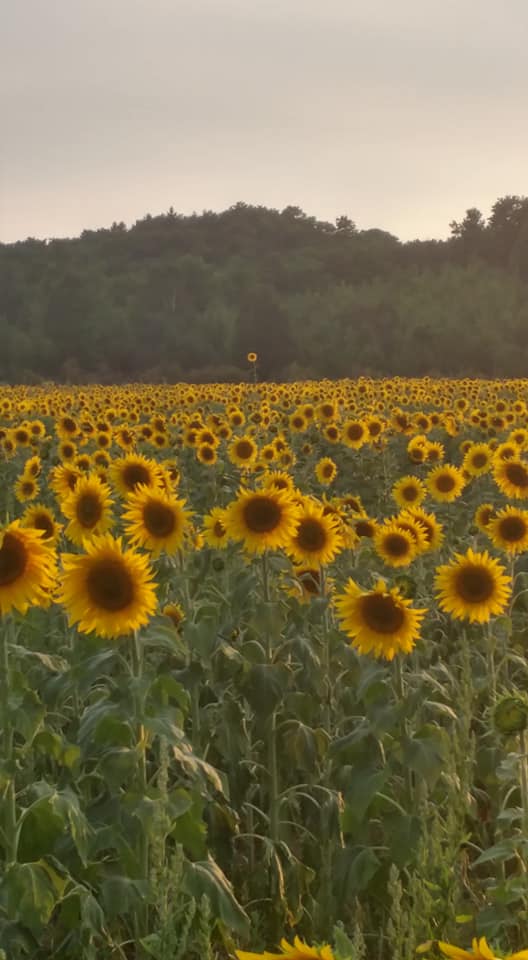 Sunflower field near Lake Leelanau