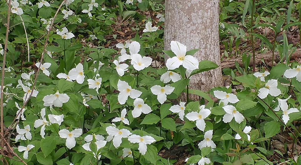 Trillium wildflowers in the Leelanau woods