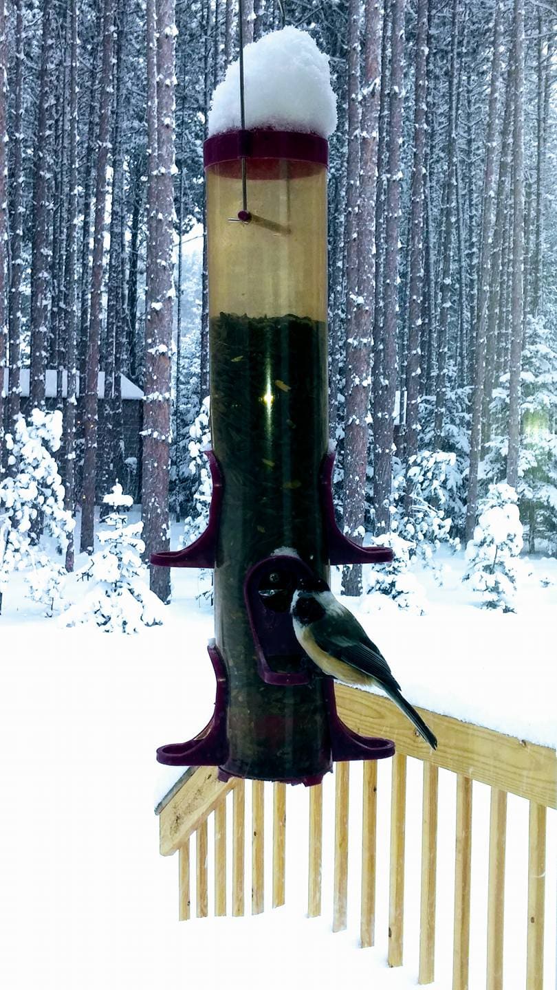 Winter bird feeder outside the inn
